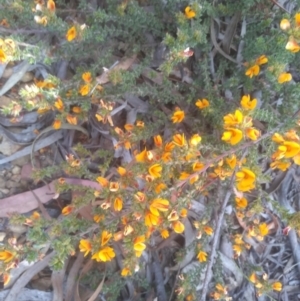 Pultenaea procumbens at Glen Fergus, NSW - 29 Nov 2022 03:36 PM