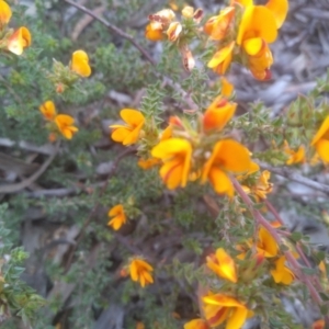 Pultenaea procumbens at Glen Fergus, NSW - 29 Nov 2022 03:36 PM