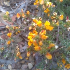 Pultenaea procumbens at Glen Fergus, NSW - 29 Nov 2022 03:36 PM