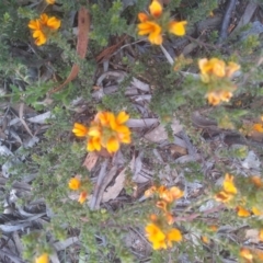 Pultenaea procumbens at Glen Fergus, NSW - 29 Nov 2022 03:36 PM