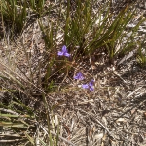 Dianella revoluta var. revoluta at Glen Fergus, NSW - 29 Nov 2022 03:39 PM