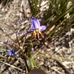 Dianella revoluta var. revoluta at Glen Fergus, NSW - 29 Nov 2022