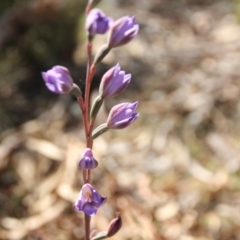 Thelymitra x truncata (Truncate Sun Orchid) at Coornartha Nature Reserve - 29 Nov 2022 by mahargiani