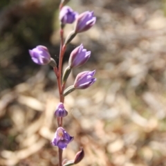 Thelymitra x truncata (Truncate Sun Orchid) at Glen Fergus, NSW - 29 Nov 2022 by mahargiani