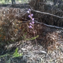 Thelymitra x truncata at Glen Fergus, NSW - 29 Nov 2022