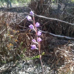 Thelymitra x truncata at Glen Fergus, NSW - suppressed