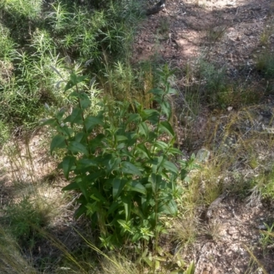 Veronica derwentiana (Derwent Speedwell) at Glen Fergus, NSW - 29 Nov 2022 by mahargiani