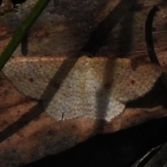 Epicyme rubropunctaria (Red-spotted Delicate) at Lower Cotter Catchment - 29 Nov 2022 by JohnBundock