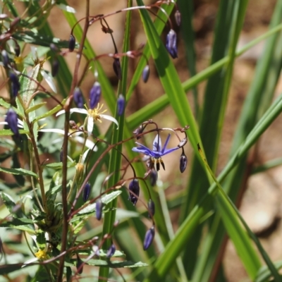 Dianella revoluta var. revoluta (Black-Anther Flax Lily) at Lower Cotter Catchment - 29 Nov 2022 by RAllen