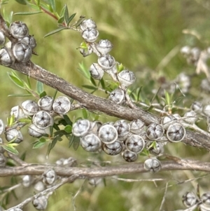 Leptospermum continentale at Yarralumla, ACT - 30 Nov 2022 10:17 AM