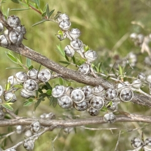 Leptospermum continentale at Molonglo Valley, ACT - 30 Nov 2022