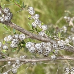 Leptospermum continentale (Prickly Teatree) at Molonglo Valley, ACT - 29 Nov 2022 by lbradley