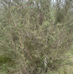 Leptospermum continentale at Molonglo Valley, ACT - 30 Nov 2022