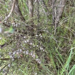 Leptospermum continentale at Yarralumla, ACT - 30 Nov 2022 10:17 AM