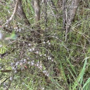 Leptospermum continentale at Molonglo Valley, ACT - 30 Nov 2022