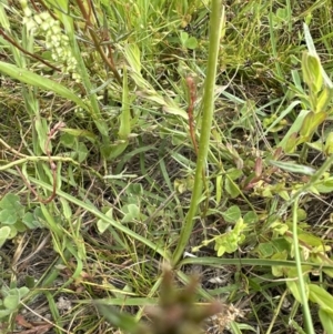 Arthropodium fimbriatum at Yarralumla, ACT - 30 Nov 2022