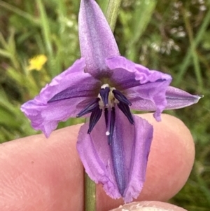 Arthropodium fimbriatum at Yarralumla, ACT - 30 Nov 2022