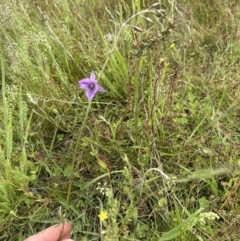 Arthropodium fimbriatum at Yarralumla, ACT - 30 Nov 2022