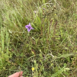 Arthropodium fimbriatum at Molonglo Valley, ACT - 30 Nov 2022