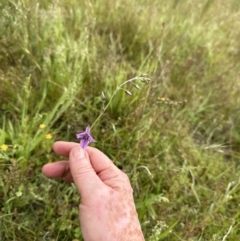 Arthropodium fimbriatum at Yarralumla, ACT - 30 Nov 2022