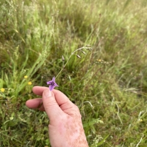 Arthropodium fimbriatum at Yarralumla, ACT - 30 Nov 2022 10:22 AM