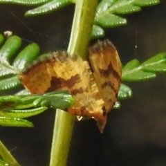 Chrysolarentia correlata (Yellow Carpet) at Lower Cotter Catchment - 29 Nov 2022 by JohnBundock