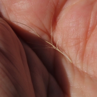 Pentapogon quadrifidus (Five-awn Spear Grass) at Jarramlee-West MacGregor Grasslands - 25 Nov 2022 by AndyRoo