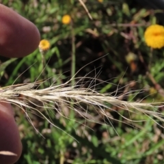 Pentapogon quadrifidus at Macgregor, ACT - 25 Nov 2022