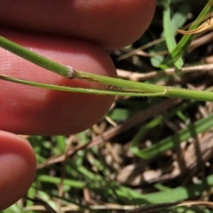 Pentapogon quadrifidus at Macgregor, ACT - 25 Nov 2022