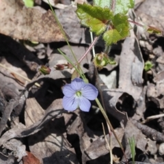 Veronica calycina (Hairy Speedwell) at Lower Cotter Catchment - 29 Nov 2022 by RAllen
