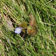 Veronica calycina at Cotter River, ACT - 29 Nov 2022