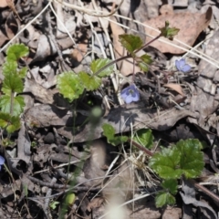 Veronica calycina at Cotter River, ACT - 29 Nov 2022