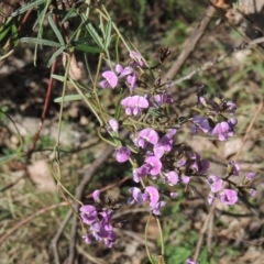 Glycine clandestina (Twining glycine) at Chisholm, ACT - 15 Oct 2022 by michaelb