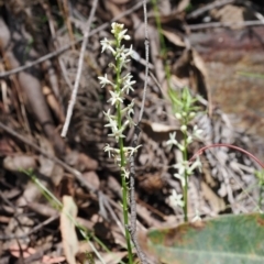 Stackhousia monogyna (Creamy Candles) at Cotter River, ACT - 29 Nov 2022 by RAllen