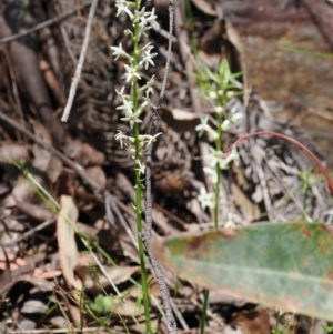 Stackhousia monogyna at Cotter River, ACT - 29 Nov 2022