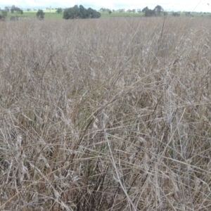 Themeda triandra at Boorowa, NSW - 23 Oct 2022