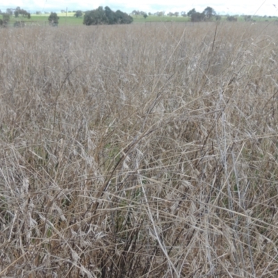 Themeda triandra (Kangaroo Grass) at Boorowa, NSW - 23 Oct 2022 by michaelb