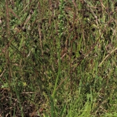 Microtis unifolia (Common Onion Orchid) at Dunlop, ACT - 25 Nov 2022 by AndyRoo