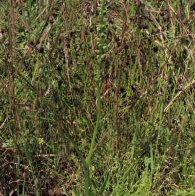 Microtis unifolia (Common Onion Orchid) at Jarramlee-West MacGregor Grasslands - 25 Nov 2022 by AndyRoo