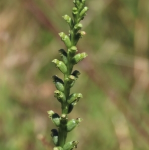 Microtis unifolia at Dunlop, ACT - 25 Nov 2022