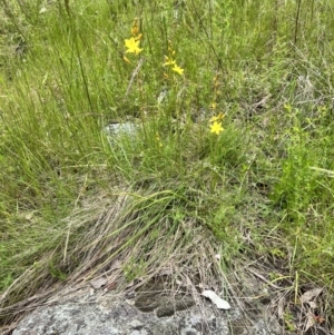 Bulbine bulbosa at Stromlo, ACT - 5 Nov 2022