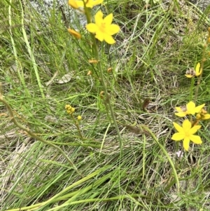 Bulbine bulbosa at Stromlo, ACT - 5 Nov 2022