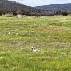 Macropus giganteus (Eastern Grey Kangaroo) at Namadgi National Park - 19 Nov 2022 by JimL