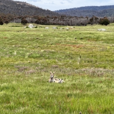 Macropus giganteus (Eastern Grey Kangaroo) at Rendezvous Creek, ACT - 19 Nov 2022 by JimL