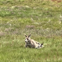 Macropus giganteus at Rendezvous Creek, ACT - 19 Nov 2022