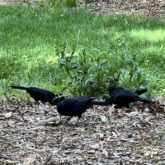 Corcorax melanorhamphos (White-winged Chough) at Lake Burley Griffin Central/East - 30 Oct 2022 by JimL