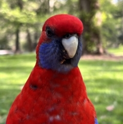 Platycercus elegans (Crimson Rosella) at Cotter Reserve - 29 Oct 2022 by JimL