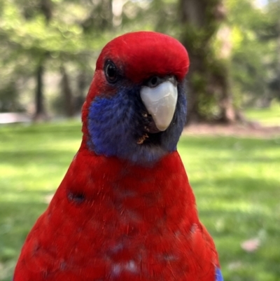 Platycercus elegans (Crimson Rosella) at Cotter Reserve - 29 Oct 2022 by JimL