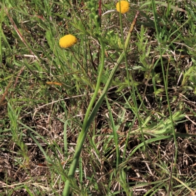 Microtis unifolia (Common Onion Orchid) at Jarramlee-West MacGregor Grasslands - 25 Nov 2022 by AndyRoo