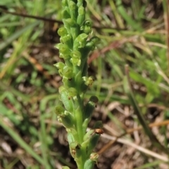 Microtis unifolia at Macgregor, ACT - suppressed